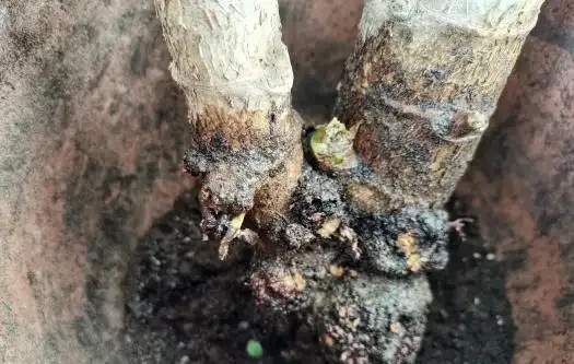花兒不長根?5種自制長根水,長根壯苗不腐根,簡單實用又方便!