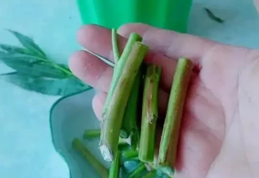 花兒不長根?5種自制長根水,長根壯苗不腐根,簡單實用又方便!