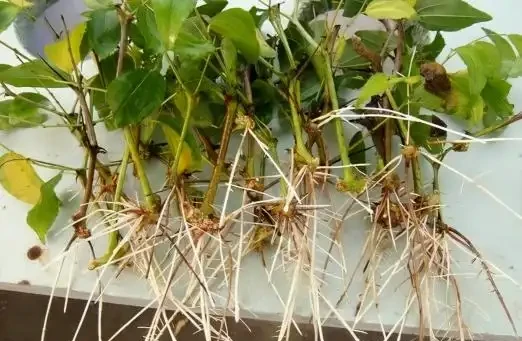 花兒不長根?5種自制長根水,長根壯苗不腐根,簡單實用又方便!