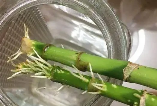 花兒不長根?5種自制長根水,長根壯苗不腐根,簡單實用又方便!