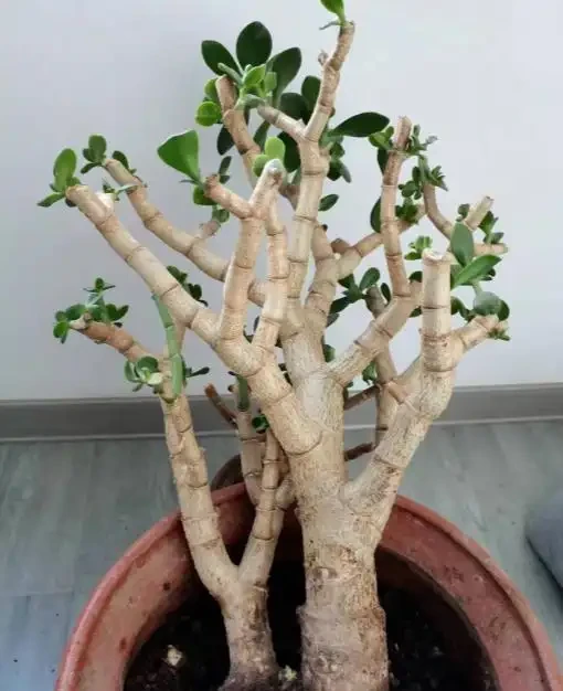 花兒不長根?5種自制長根水,長根壯苗不腐根,簡單實用又方便!