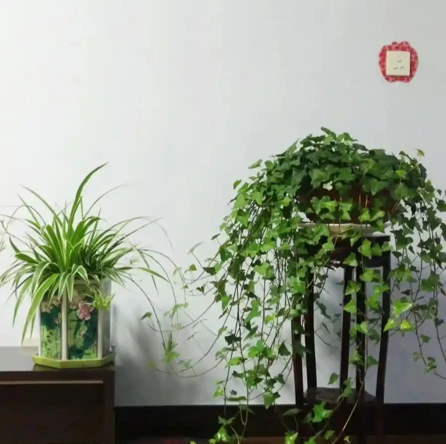 9種養人花，淨化空氣棒！客廳一盆，旺運氣，人健康！