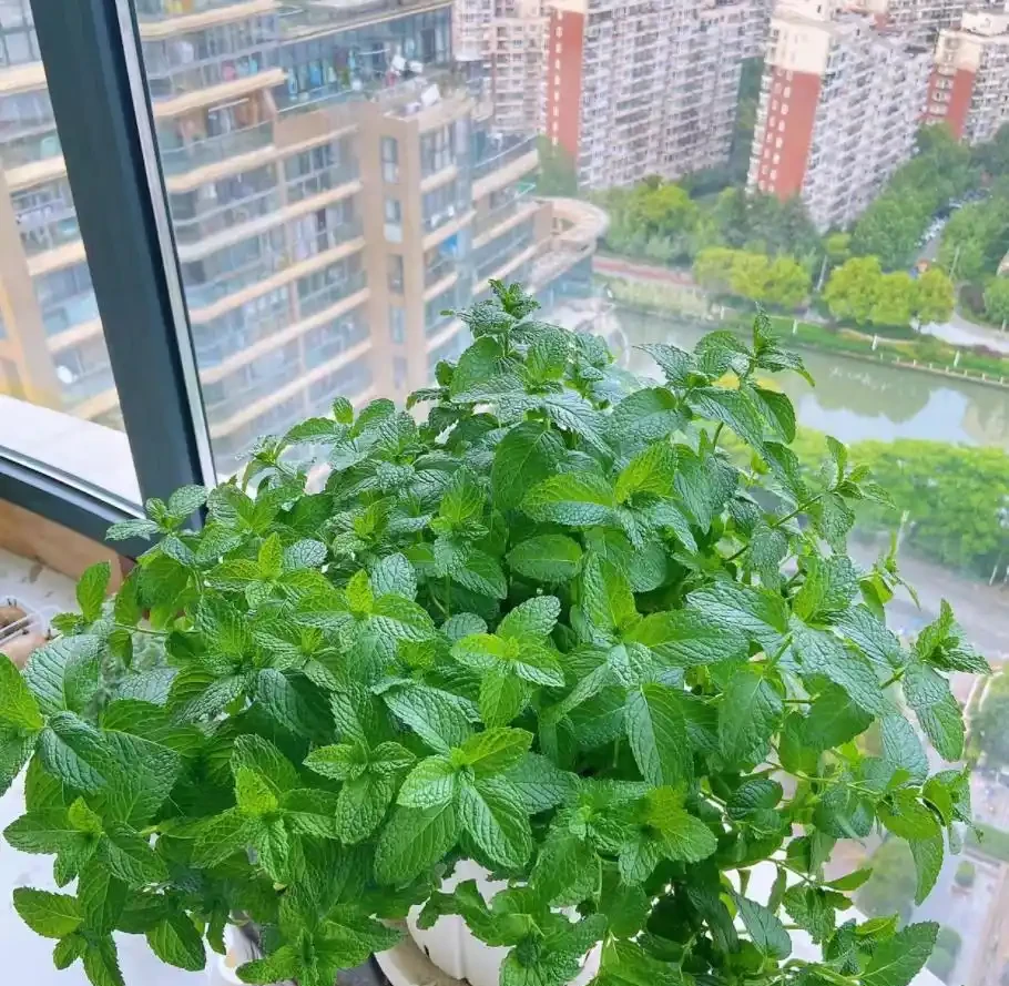 9種養人花，淨化空氣棒！客廳一盆，旺運氣，人健康！