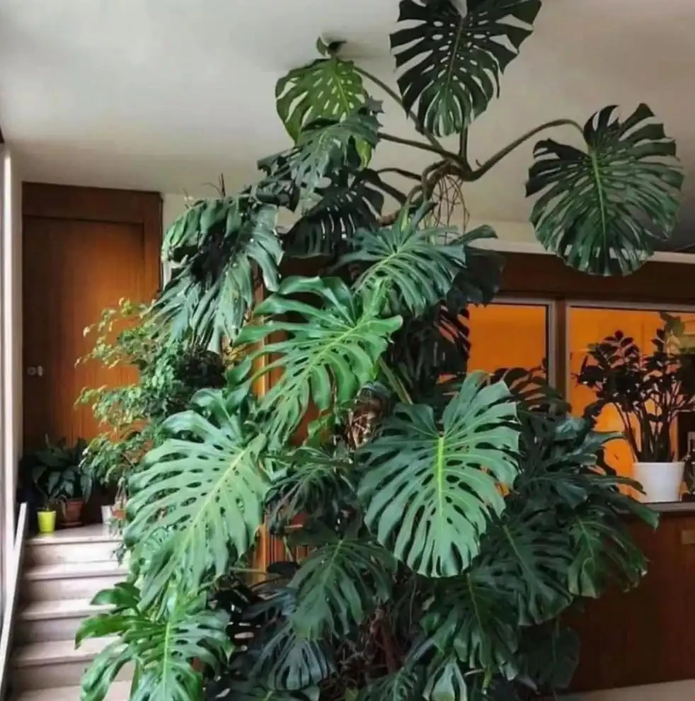 9種養人花，淨化空氣棒！客廳一盆，旺運氣，人健康！