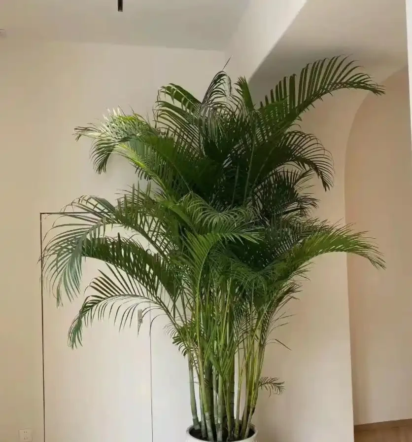 9種養人花，淨化空氣棒！客廳一盆，旺運氣，人健康！