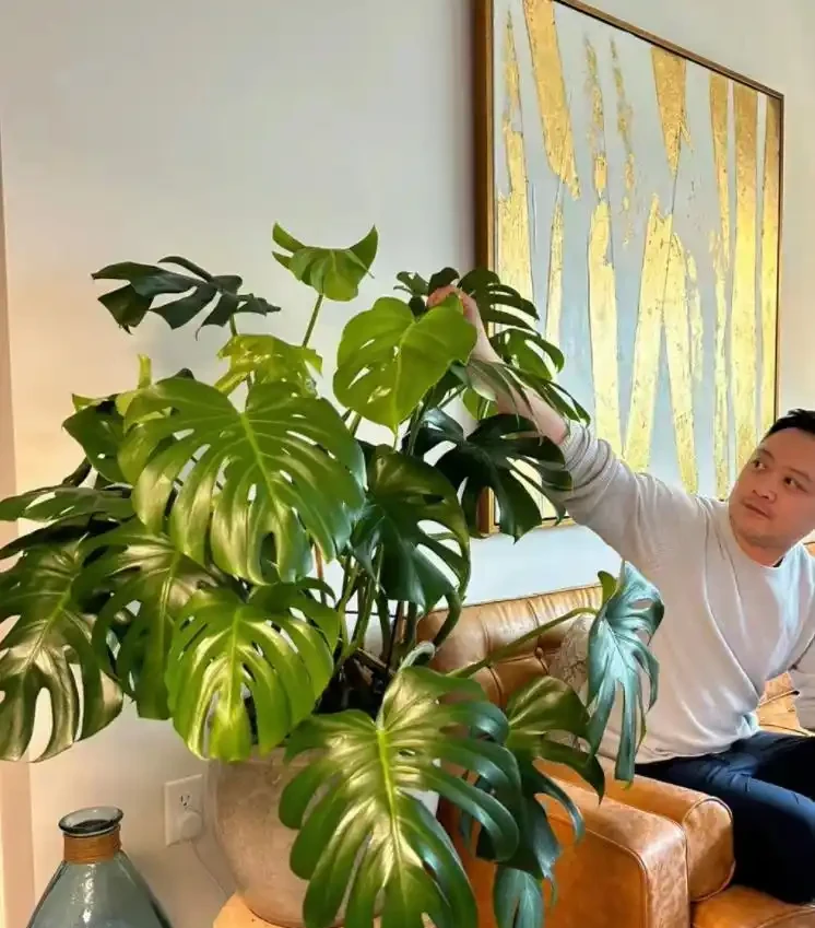 9種養人花，淨化空氣棒！客廳一盆，旺運氣，人健康！