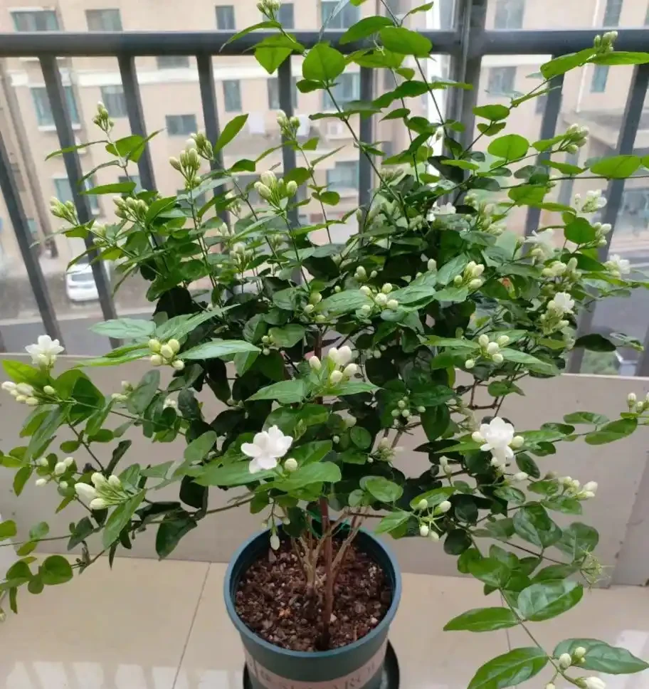 9種養人花，淨化空氣棒！客廳一盆，旺運氣，人健康！