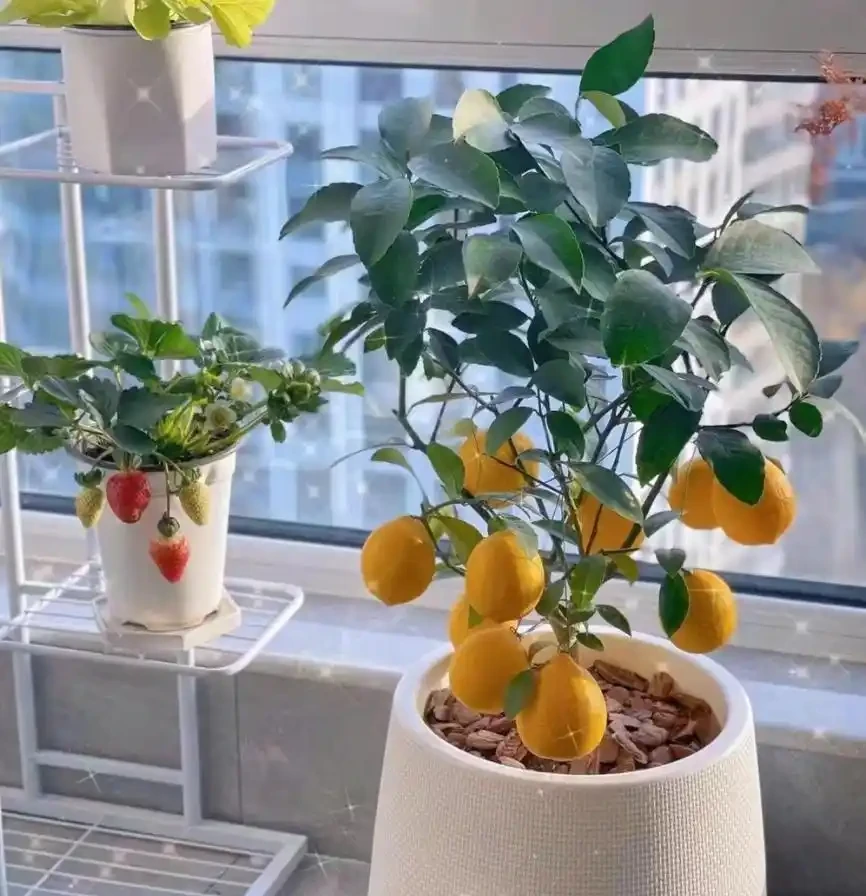 9種養人花，淨化空氣棒！客廳一盆，旺運氣，人健康！