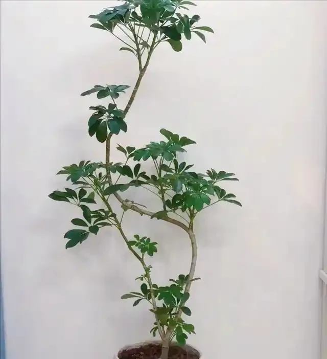 河北一29歲太太,因「鴨腳木客廳」走紅,那叫一個高階,真治癒!