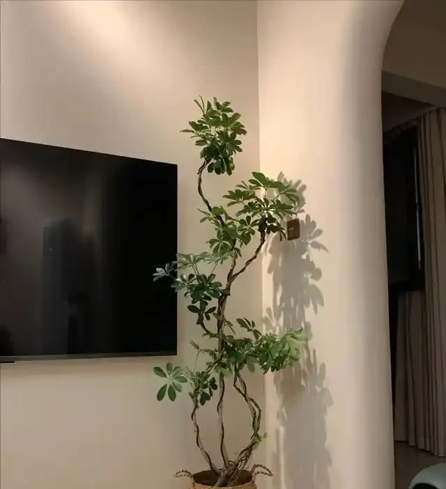 河北一29歲太太,因「鴨腳木客廳」走紅,那叫一個高階,真治癒!