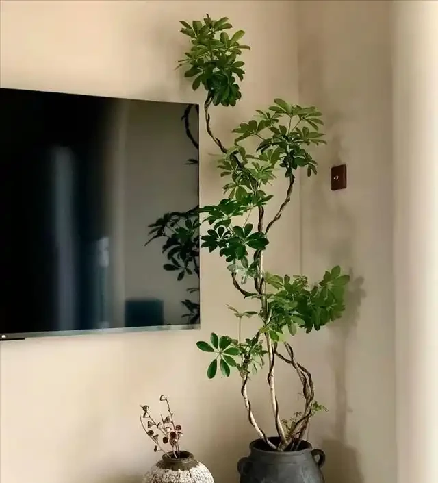 河北一29歲太太,因「鴨腳木客廳」走紅,那叫一個高階,真治癒!