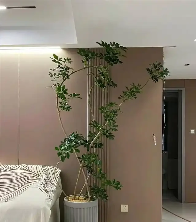 河北一29歲太太,因「鴨腳木客廳」走紅,那叫一個高階,真治癒!