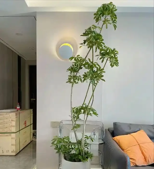 河北一29歲太太,因「鴨腳木客廳」走紅,那叫一個高階,真治癒!