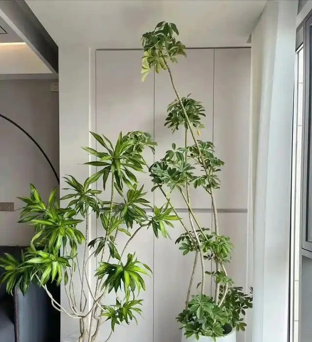 河北一29歲太太,因「鴨腳木客廳」走紅,那叫一個高階,真治癒!