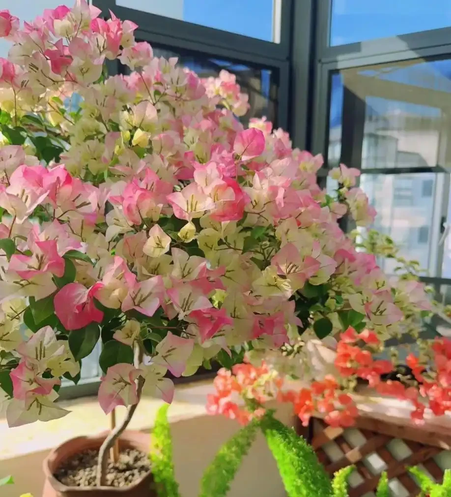 4種「富貴花」，開花威力大，養它幾百年，越老「越值錢」！
