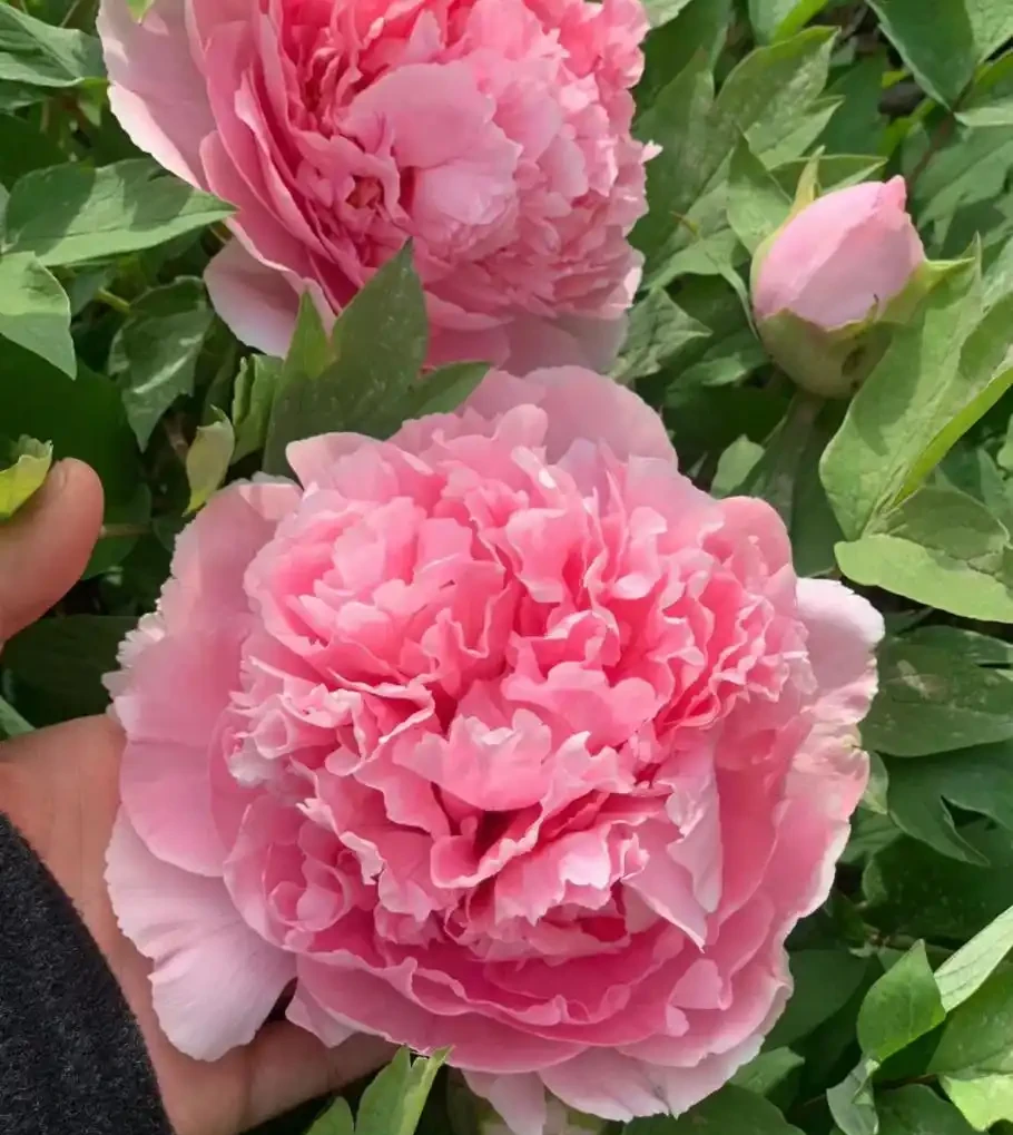 4種「富貴花」，開花威力大，養它幾百年，越老「越值錢」！