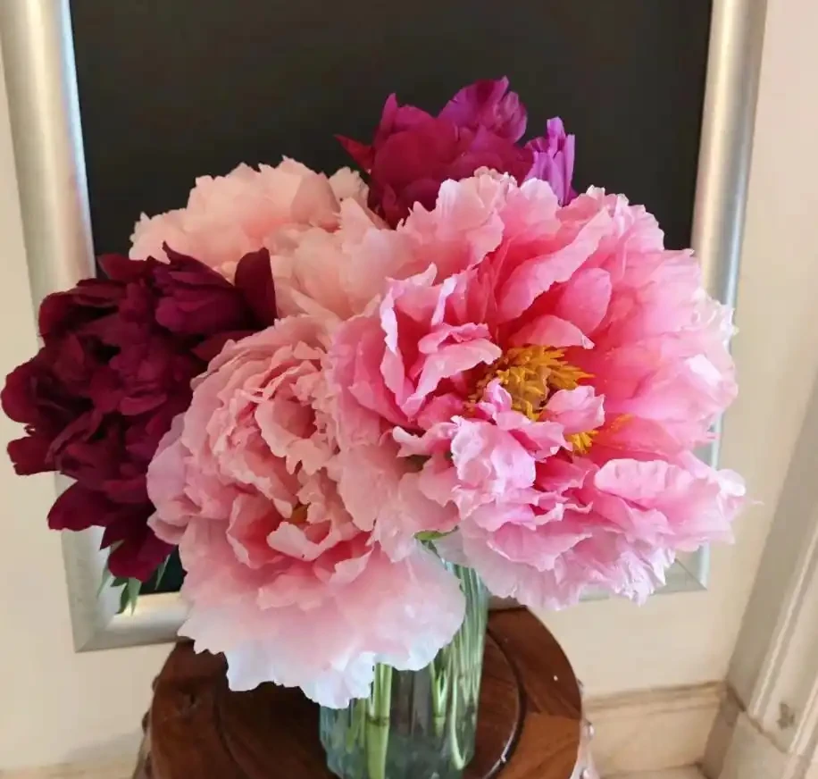 4種「富貴花」，開花威力大，養它幾百年，越老「越值錢」！