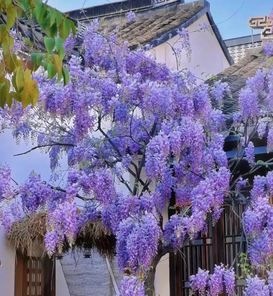 4種「富貴花」，開花威力大，養它幾百年，越老「越值錢」！