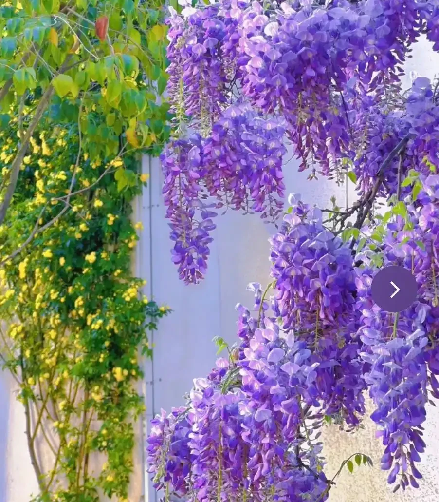 4種「富貴花」，開花威力大，養它幾百年，越老「越值錢」！