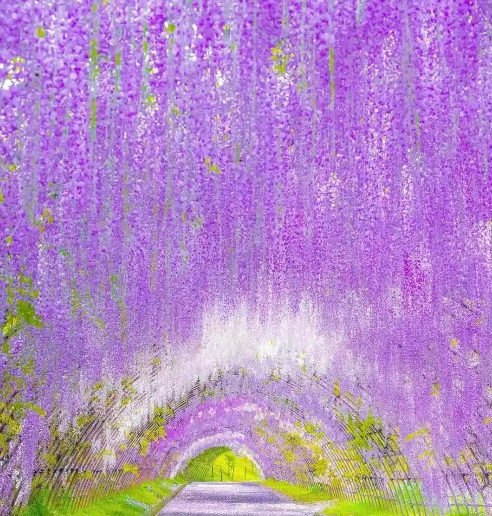 4種「富貴花」，開花威力大，養它幾百年，越老「越值錢」！