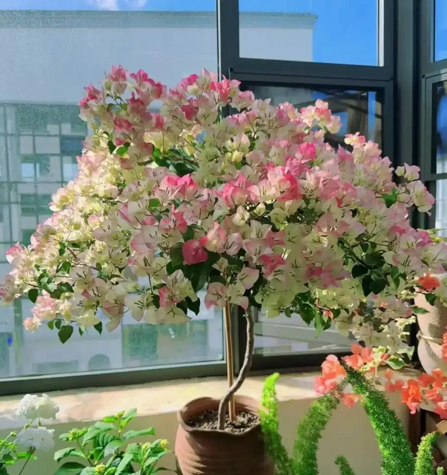 4種「富貴花」，開花威力大，養它幾百年，越老「越值錢」！