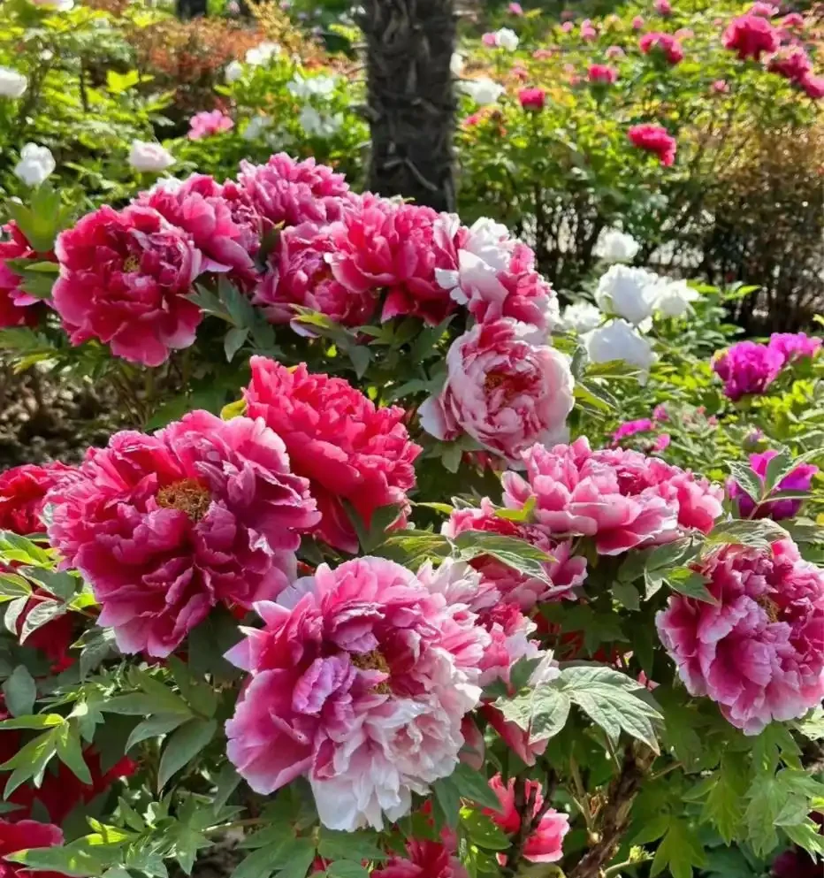4種「富貴花」，開花威力大，養它幾百年，越老「越值錢」！