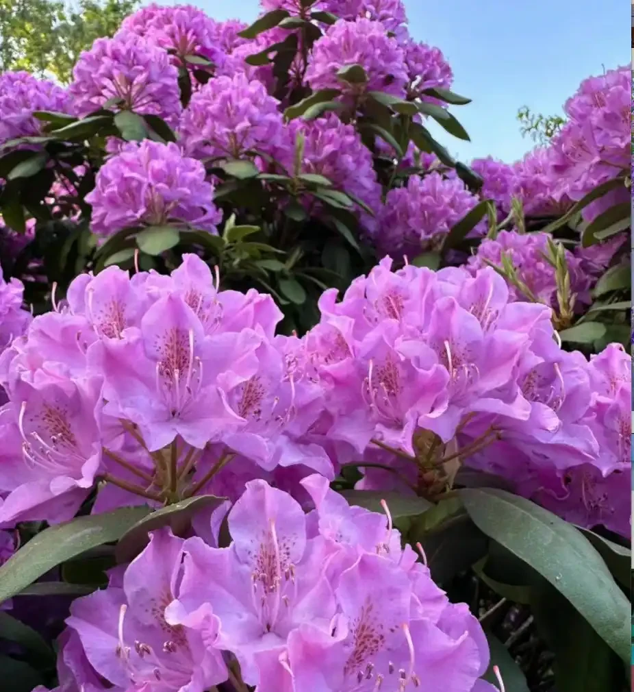 4種「富貴花」，開花威力大，養它幾百年，越老「越值錢」！