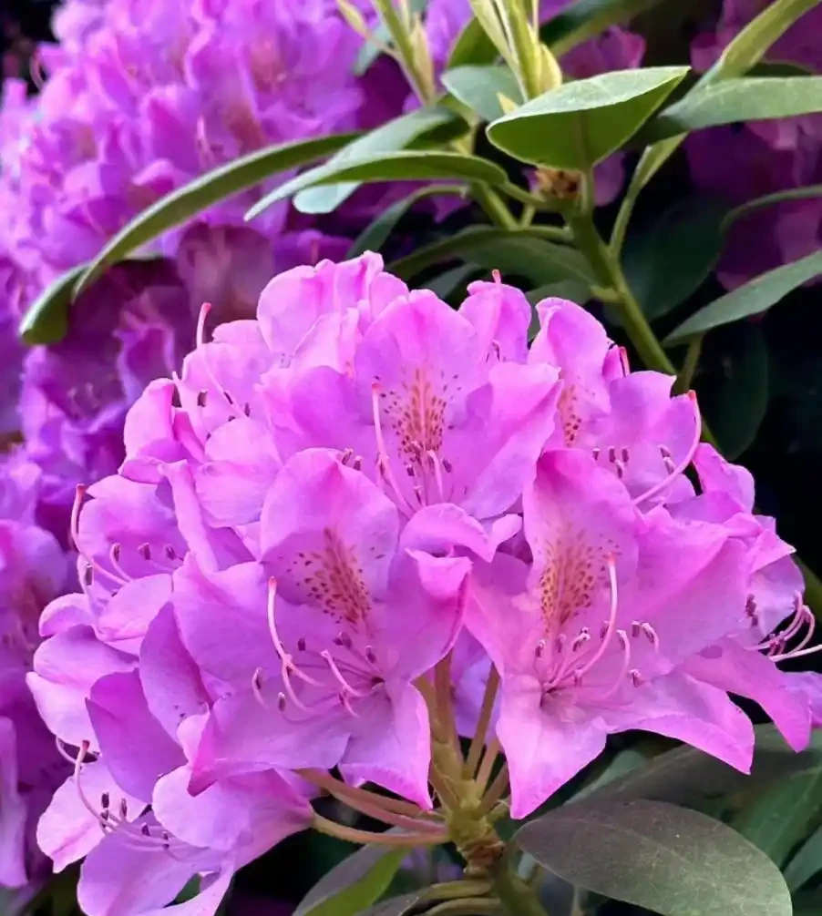 4種「富貴花」，開花威力大，養它幾百年，越老「越值錢」！