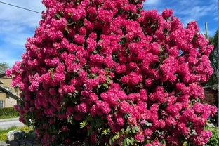 4種「富貴花」，開花威力大，養它幾百年，越老「越值錢」！