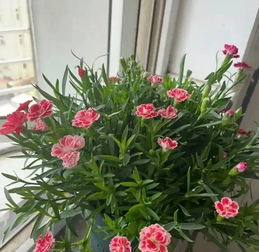 路邊10塊一盆的康乃馨,你買過嗎?買回家就黃葉,很難養活!