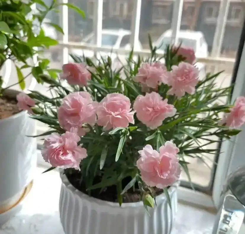 路邊10塊一盆的康乃馨,你買過嗎?買回家就黃葉,很難養活!