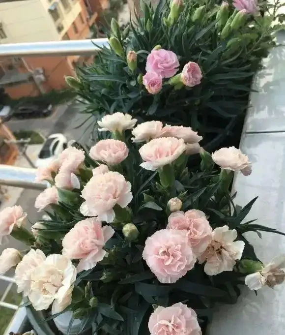 路邊10塊一盆的康乃馨,你買過嗎?買回家就黃葉,很難養活!