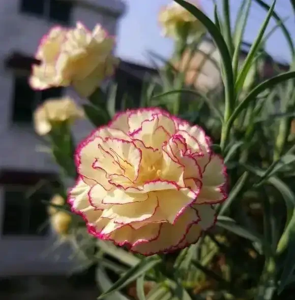 路邊10塊一盆的康乃馨,你買過嗎?買回家就黃葉,很難養活!