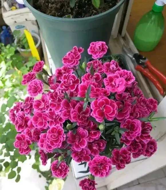 路邊10塊一盆的康乃馨,你買過嗎?買回家就黃葉,很難養活!