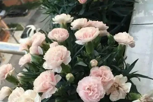 路邊10塊一盆的康乃馨，你買過嗎？買回家就黃葉，很難養活！