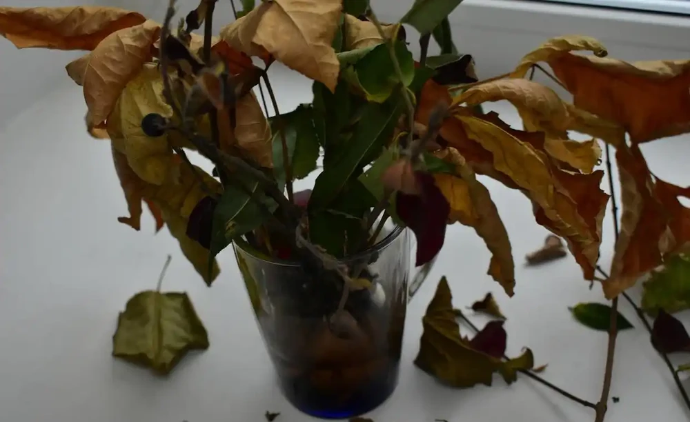 花蔫了怎麼讓它恢復生機
