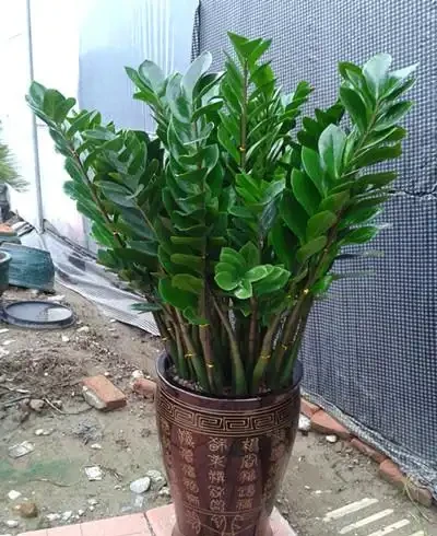 如何修剪雪鐵芋枝葉