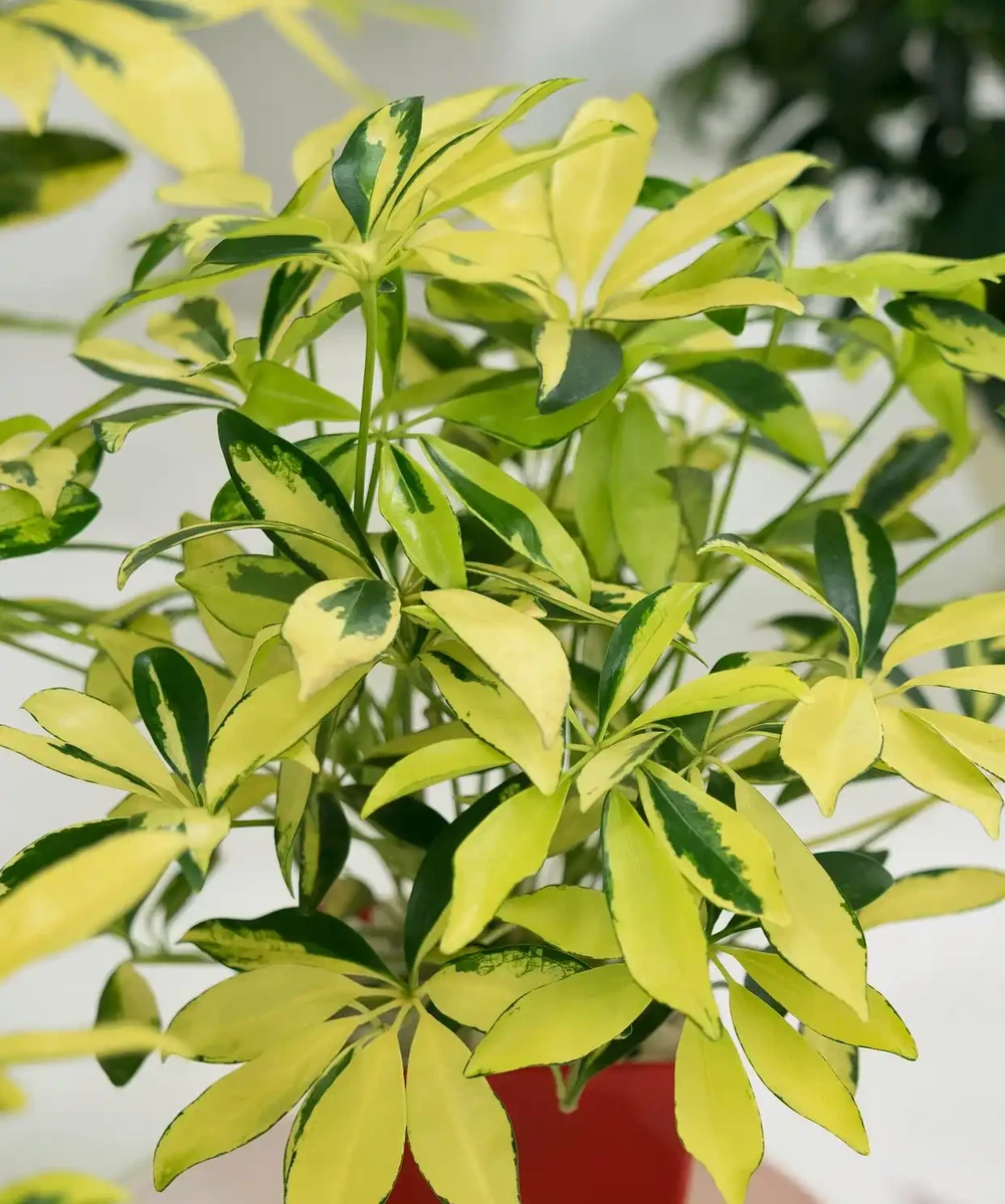 鵝掌藤修剪有講究,處理不當可能會導致葉子受損或脫落!