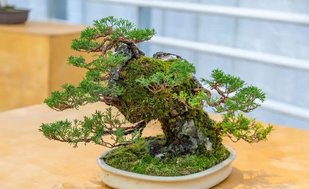 讓盆景植物根部變粗的方法