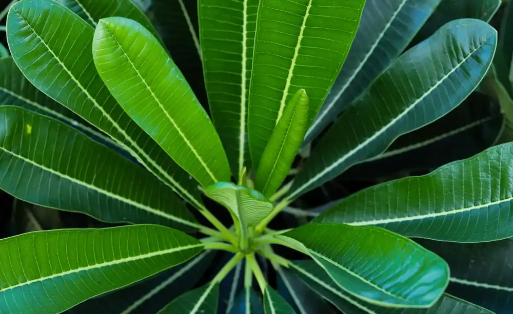 怎樣讓植物主幹變粗壯