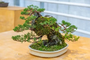 讓盆景植物根部變粗的方法