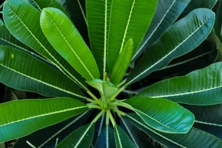 怎樣讓植物主幹變粗壯