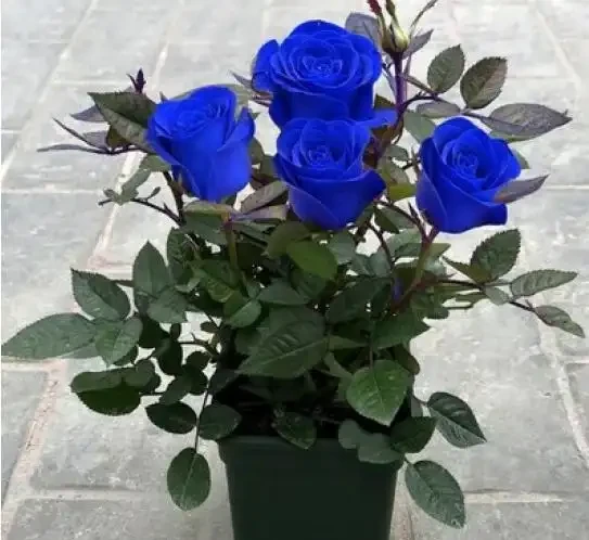 十種玫瑰花稀有品種