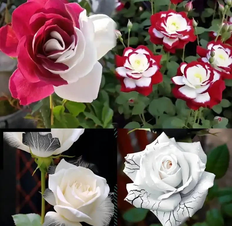 十種玫瑰花稀有品種