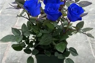 十種玫瑰花稀有品種