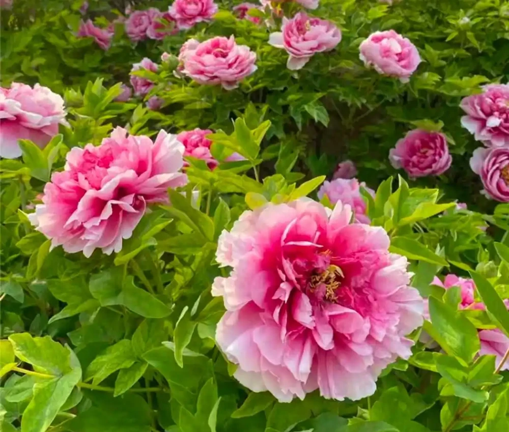 「家裡進6花,財祿兩手抓」,6種「財運花」,可別錯過了