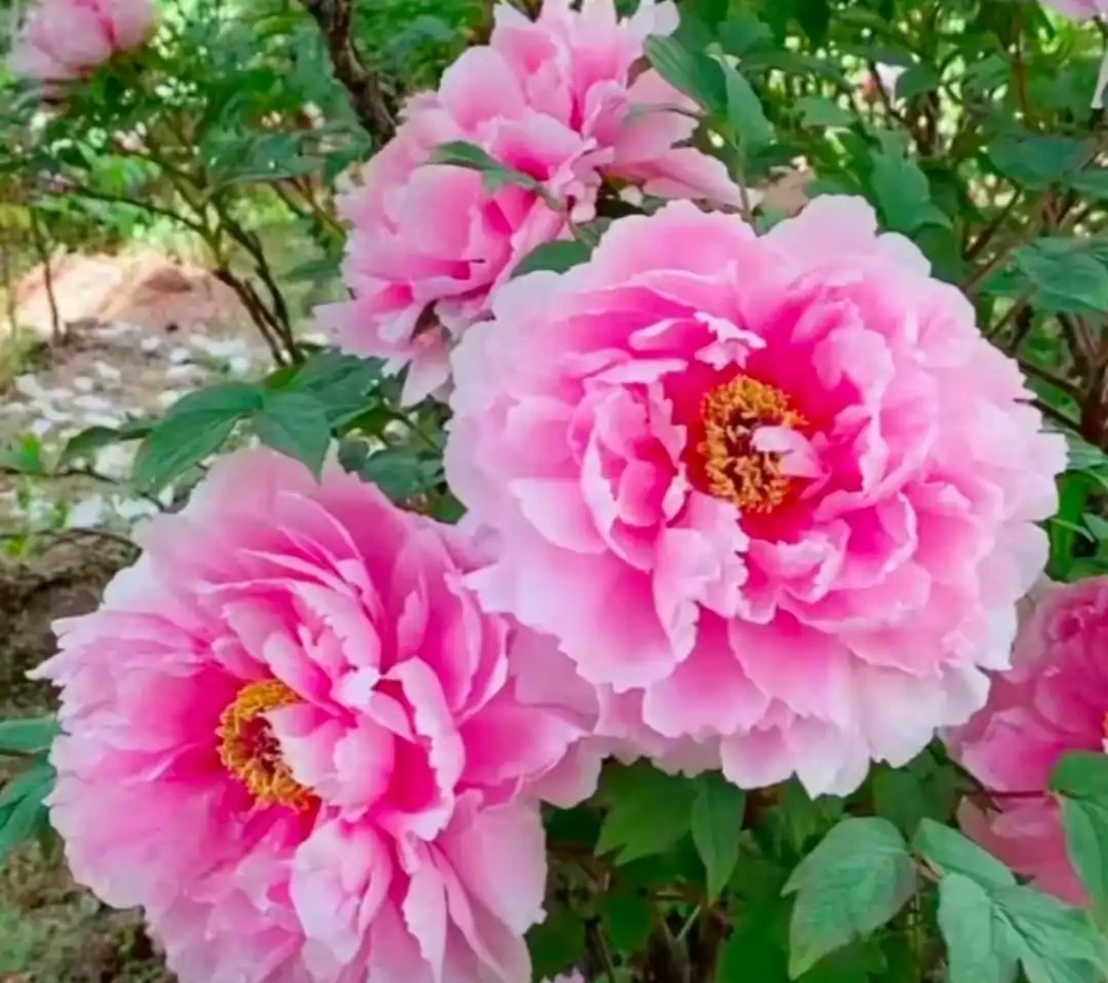 「家裡進6花,財祿兩手抓」,6種「財運花」,可別錯過了
