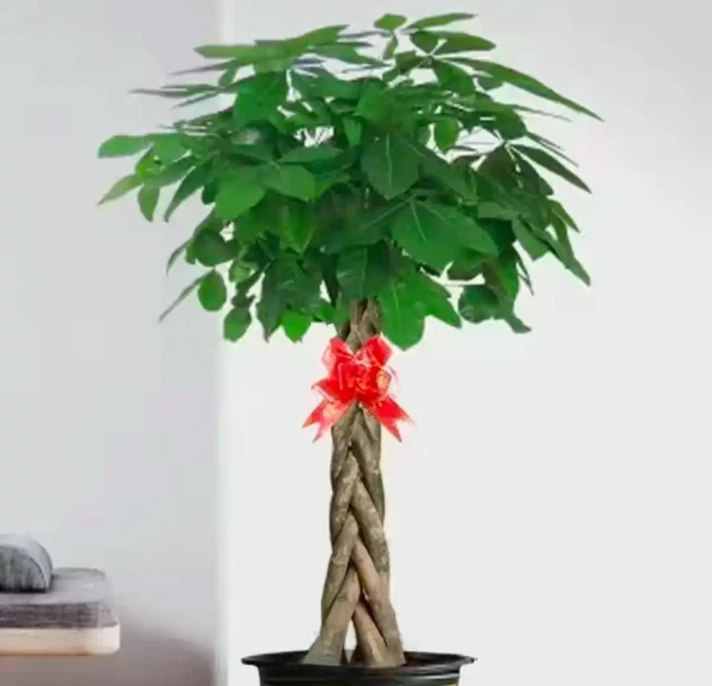 「家裡進6花,財祿兩手抓」,6種「財運花」,可別錯過了