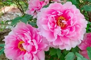 「家裡進6花，財祿兩手抓」，6種「財運花」，可別錯過了