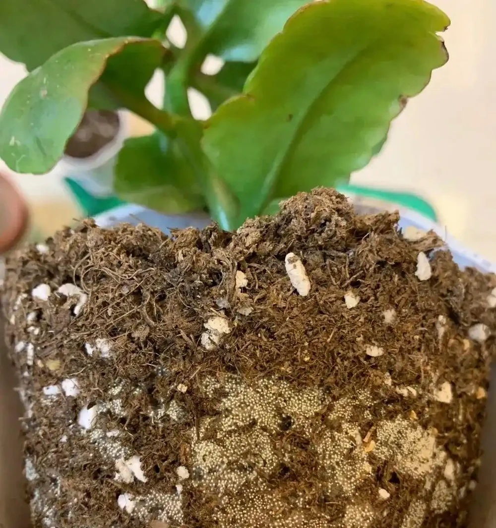 插枝總失敗,教你5個技巧,10天長出大白根,插一棵活一棵!